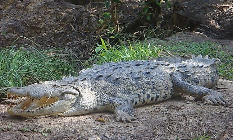 #1 American crocodile -