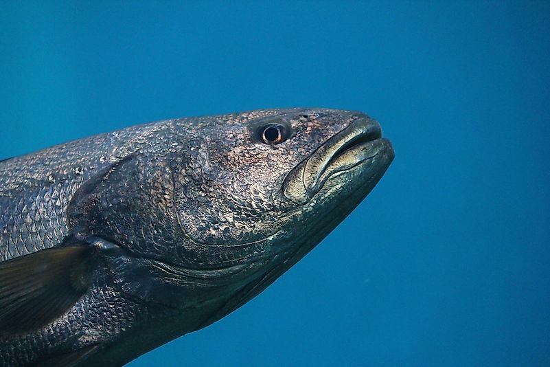 #11 Bluefin tuna