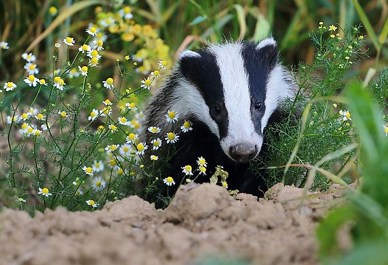 #3 Badger