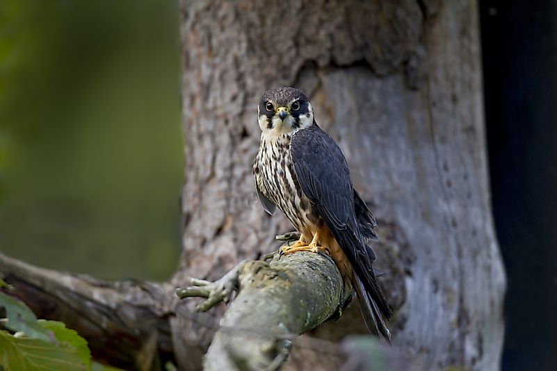 #5 Eurasian Hobby