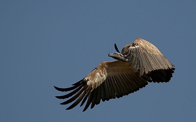 #9 Cape vulture