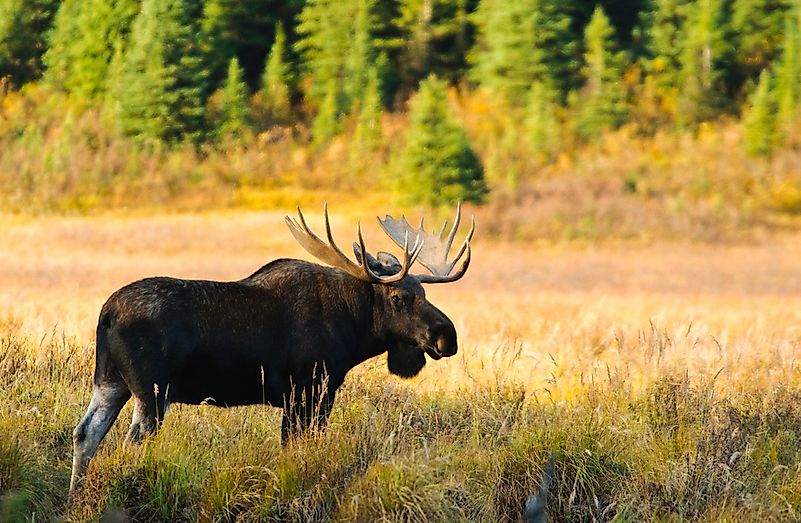 #4 Moose
