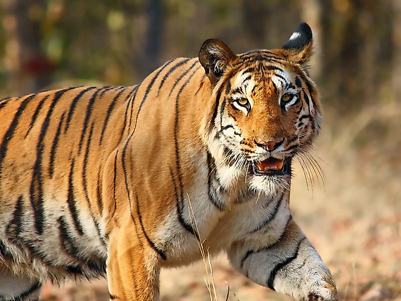#7 India