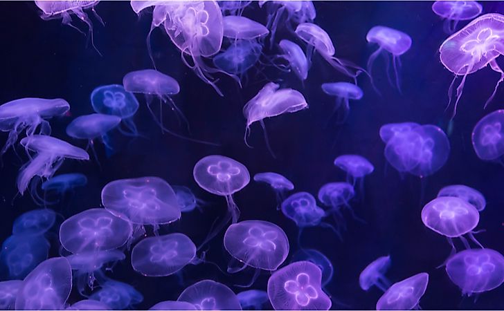 Moon jellyfish Aurelia aurita. Moon jellyfish Aurelia aurita.