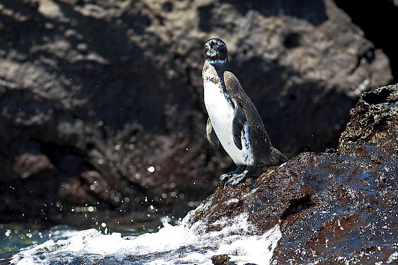 A Galápagos penguin. A Galápagos penguin.