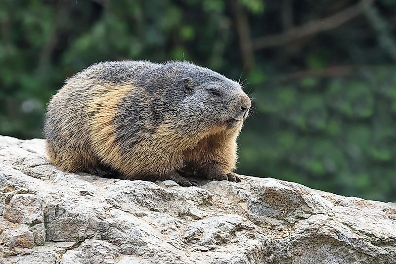 #9 Alpine marmots
