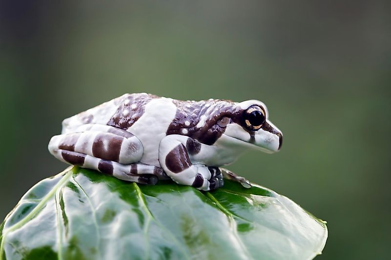 When covered with the milky fluid, the frog stays nicely hydrated. When covered with the milky fluid, the frog stays nicely hydrated.