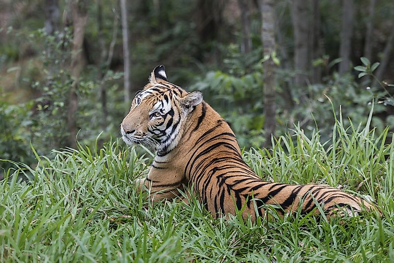 #10 Tiger