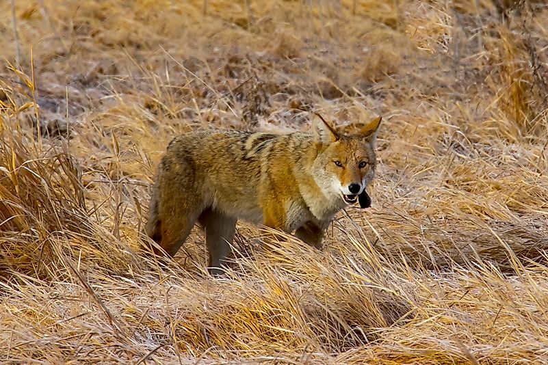 #1 Coyote