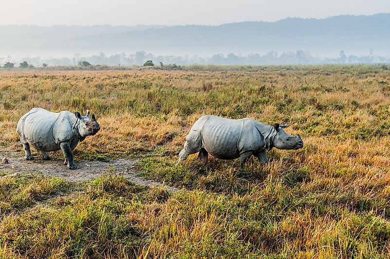 #7 Indian Rhino