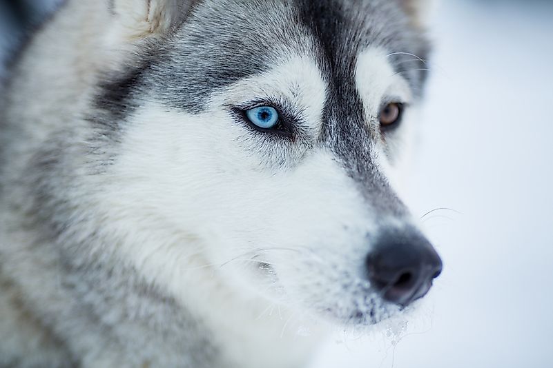 Often enough, they have different colored eyes. Often enough, they have different colored eyes.