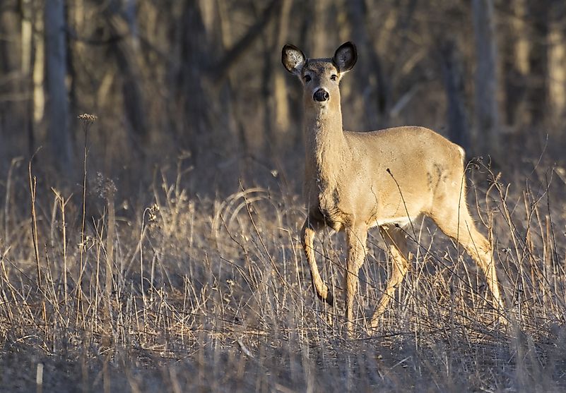 A deer in Rouge National Urban Park. A deer in Rouge National Urban Park.