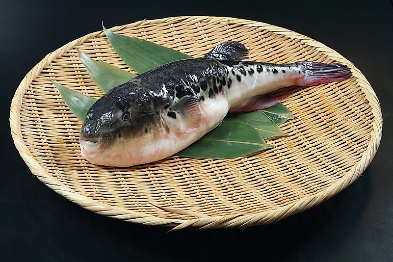 Japanese Fugu Fish (Puffer Fish). Image credit: Kankitti Chupayoong/Shutterstock.com Japanese Fugu Fish (Puffer Fish). Image credit: Kankitti Chupayoong/Shutterstock.com