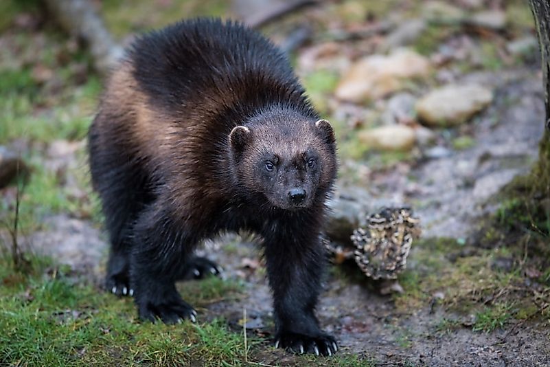 #7 Wolverine