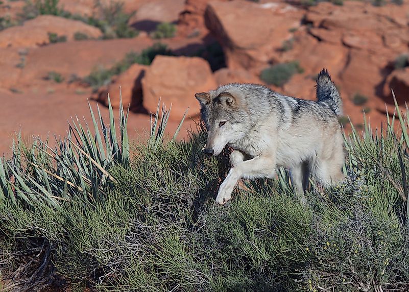 #10 Gray wolf