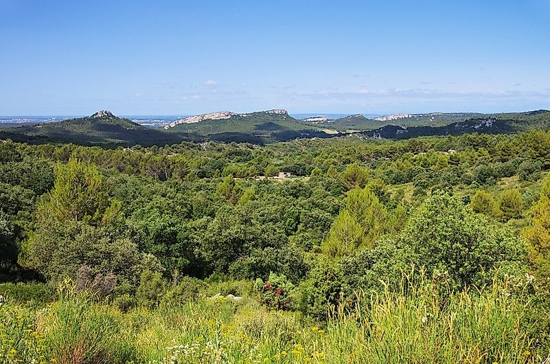 Maquis shrubland ecoregion along the Chaîne des Alpilles in Provence, France.