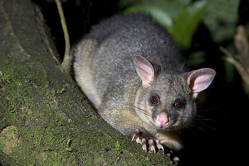 #2 Brushtail Possum (Trichosurus vulpecula)