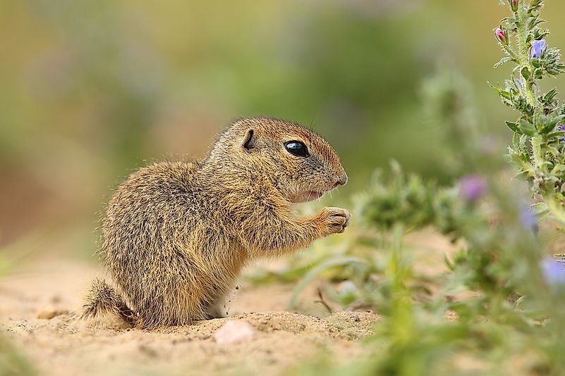 #8 Ground Squirrels