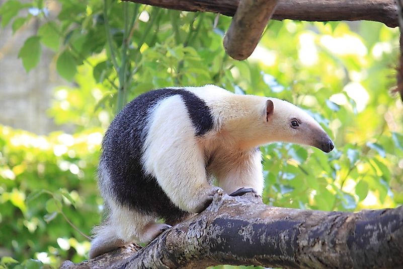 #9 Southern Tamandua