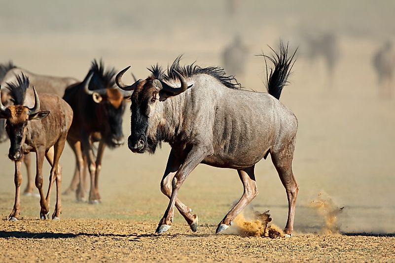 #5 Wildebeest