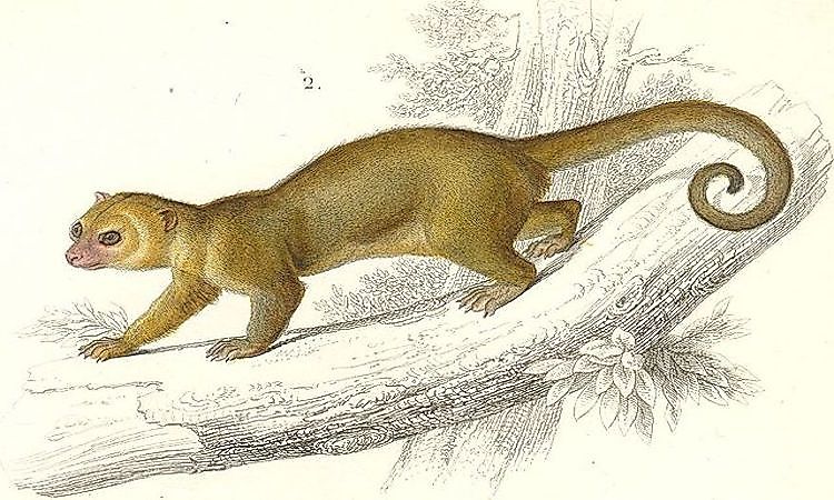 #5 Kinkajou