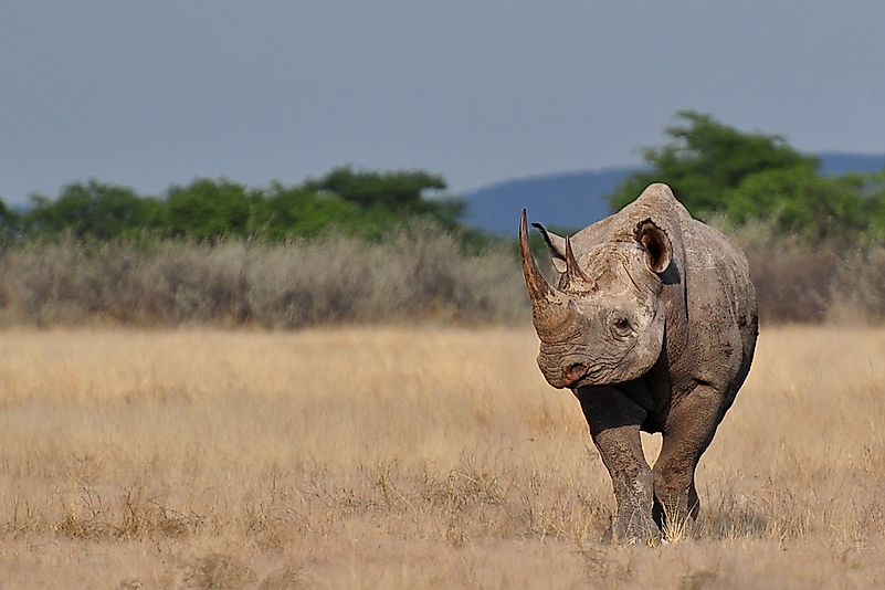 #3 Black Rhinoceros