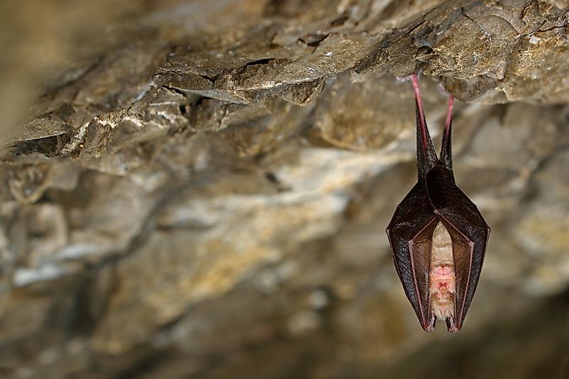 #2 Bats