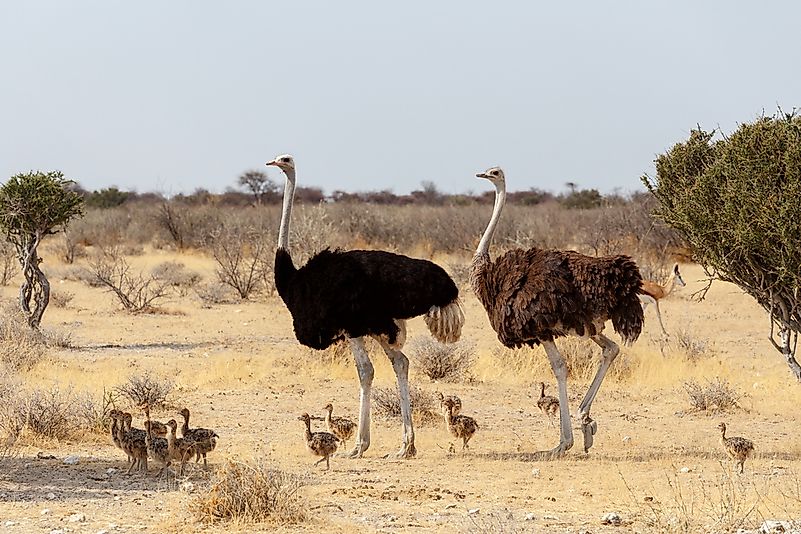 #8 Red-necked Ostrich