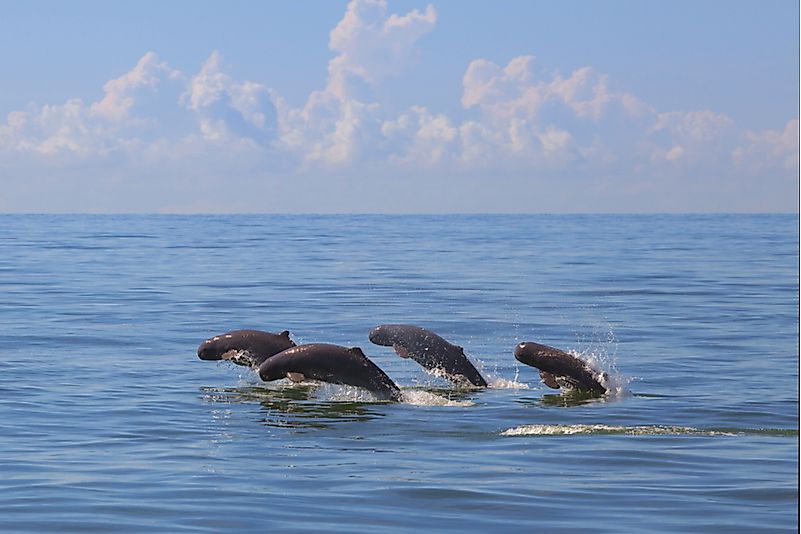 #1 Irrawaddy Dolphin