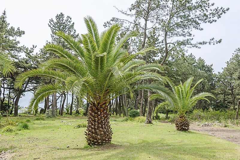 Phoenix canariensis Phoenix canariensis