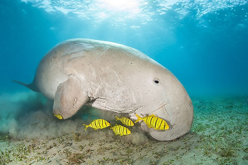 #4 Dugong
