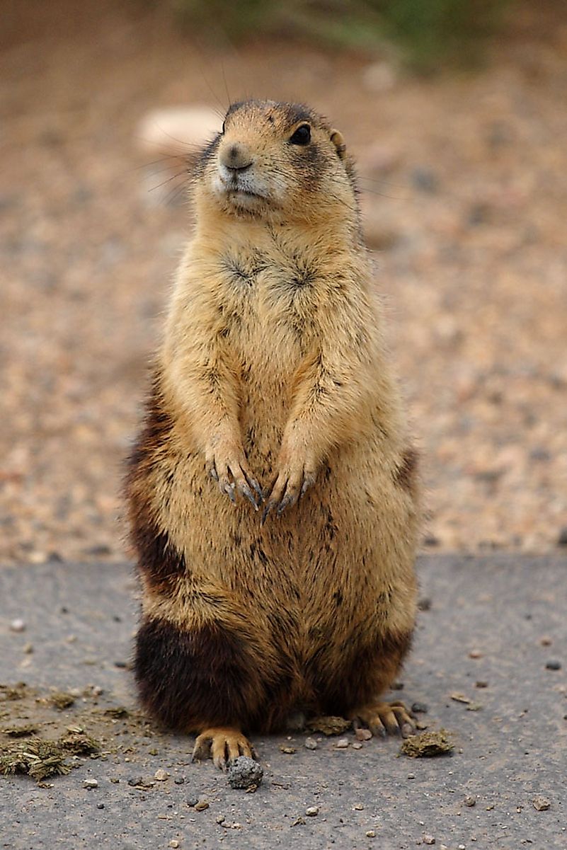 The Utah prairie dog is an endangered species found in the US. Image credit: James Phelps/Wikimedia.org The Utah prairie dog is an endangered species found in the US. Image credit: James Phelps/Wikimedia.org