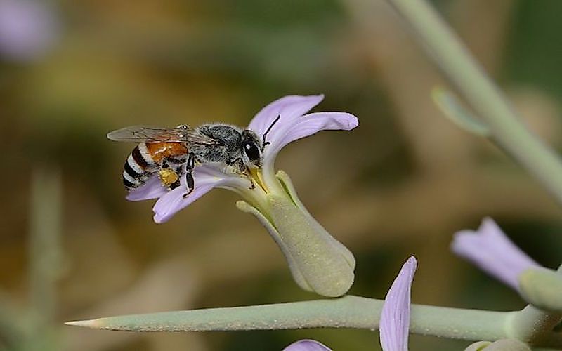#2 Apis florea