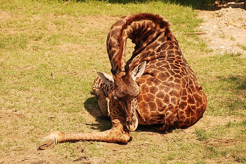 #9 Do Giraffes Sleep? Do Giraffes Sleep Standing Up?