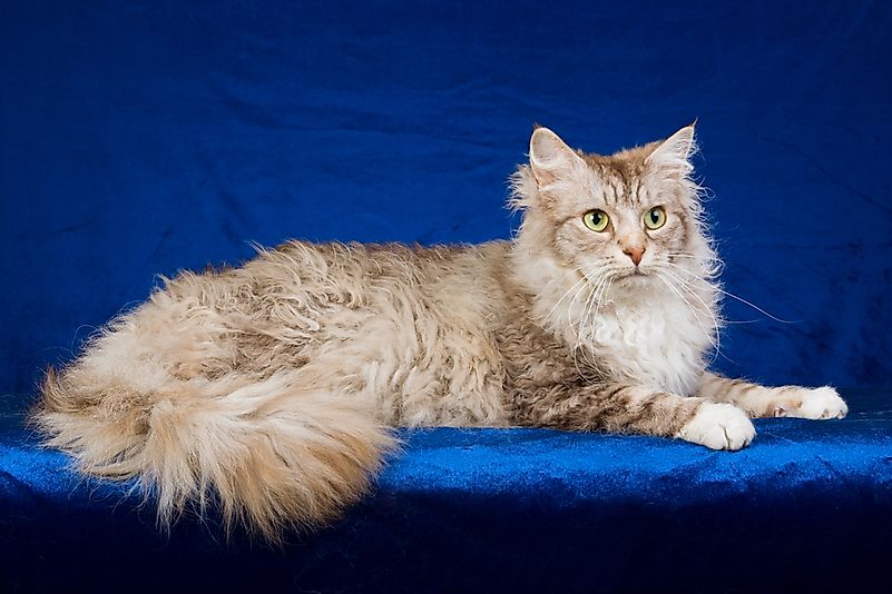 15 Rare Cat Breeds From Around The World Worldatlas Com