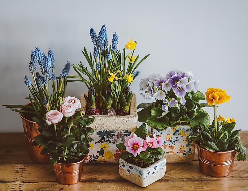 Plant some flowers indoors during self-isolation. Photo by Annie Spratt on Unsplash