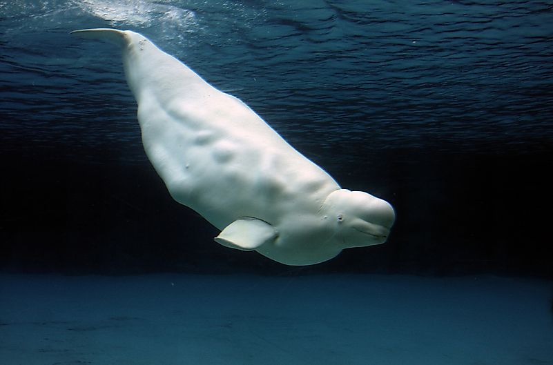 Beluga whale swimming through the clear Arctic water off the coast of Canada.