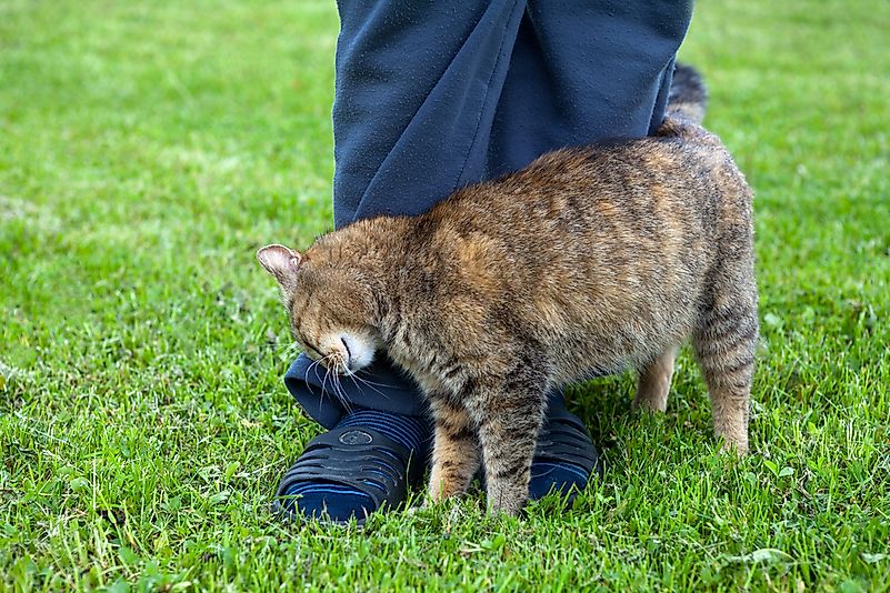 Cats rubbing against the leg of a human can be a sign of affection. Cats rubbing against the leg of a human can be a sign of affection.