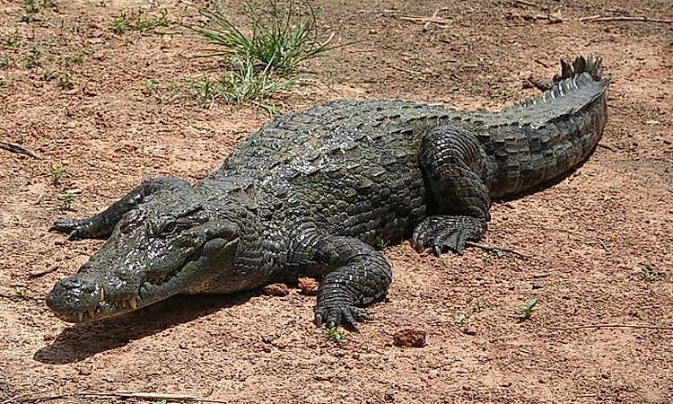 #13 West African crocodile -