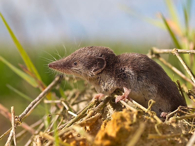 #7 Bicolored Shrew