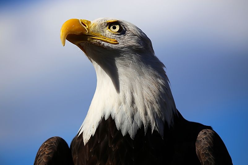 #8 Bald eagle