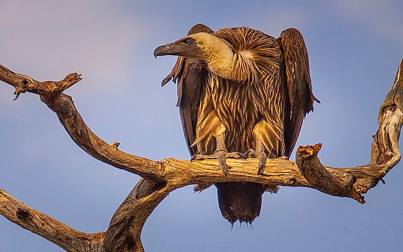 #8 White-backed vulture