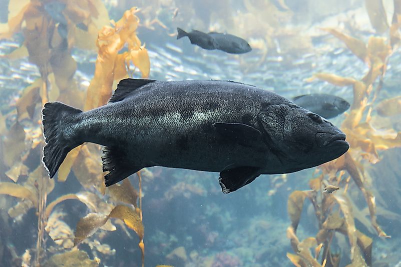 #3 Giant Sea-bass
