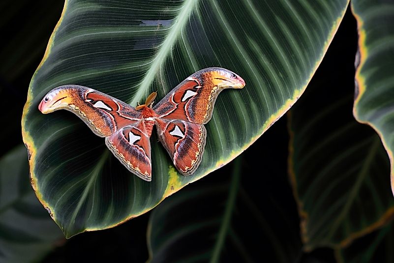 #3 Atlas Moth