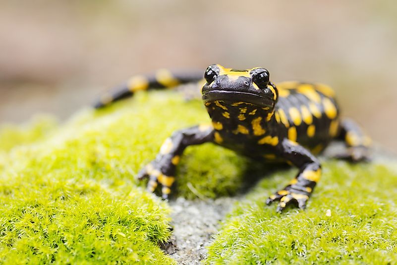 #2 Fire Salamander