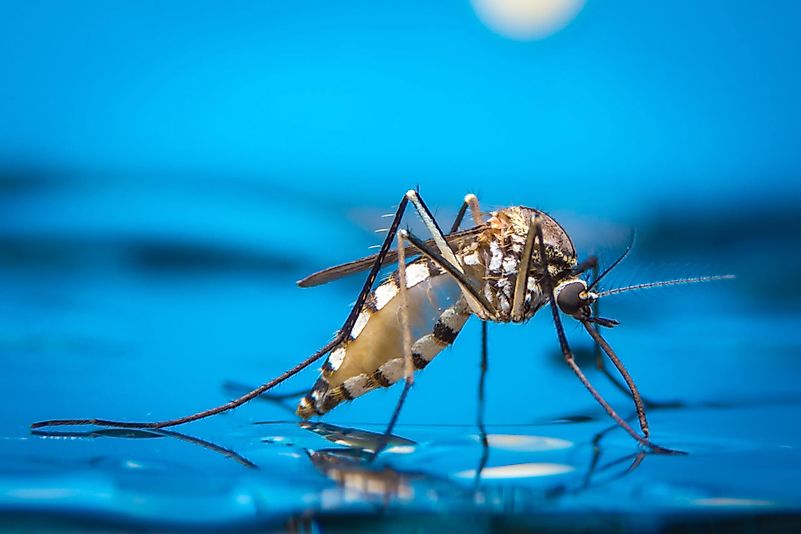 Aqui está uma maneira de tentar se livrar desses mosquitos traquinas durante o verão - pare de usar roupas azuis escuras!