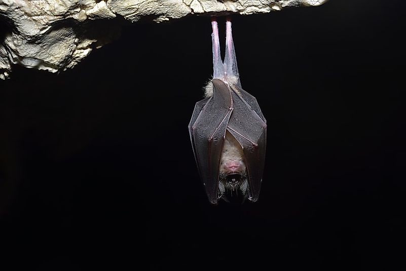 #8 Greater Horseshoe Bat