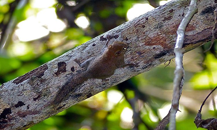 #7 Pygmy Squirrel -
