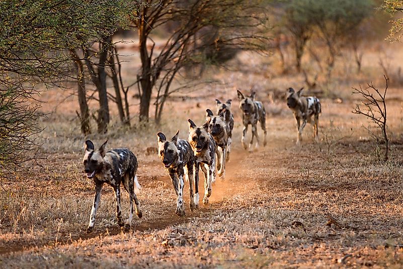 #6 African Wild Dog