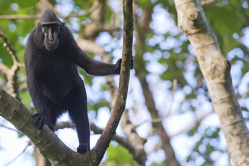 #5 Black Macaque